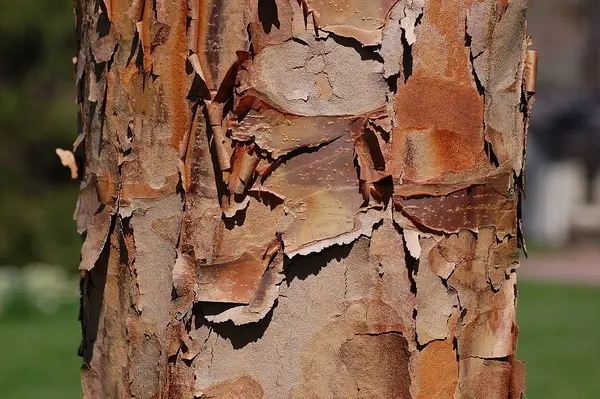 Paperbark Maple (Acer griseum)