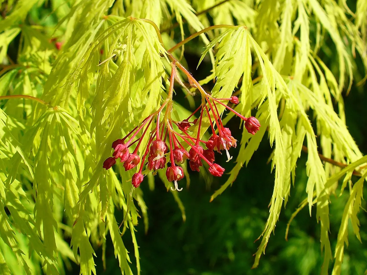 Japanese Maple (Acer palmatum)