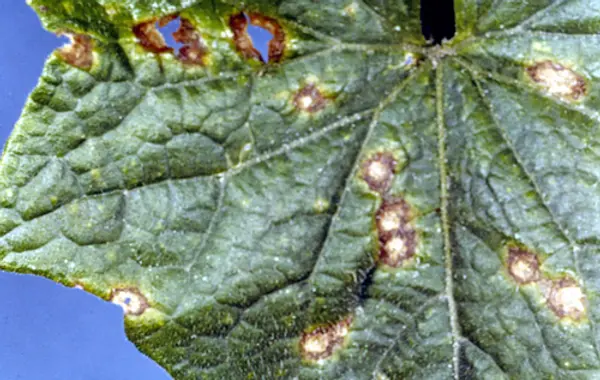 Anthracnose: Two Diseases, One Name