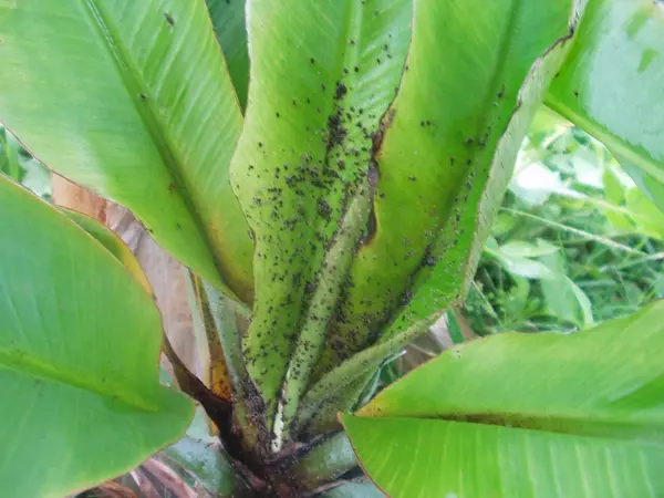 Aphids: Why Spraying Is Usually the Wrong First Move