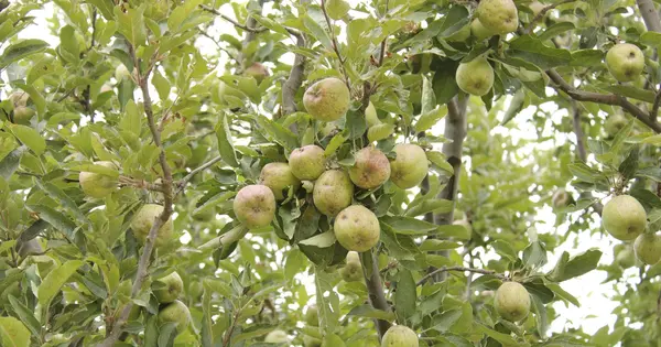 Apple Scab: The Disease You Can Plan Against