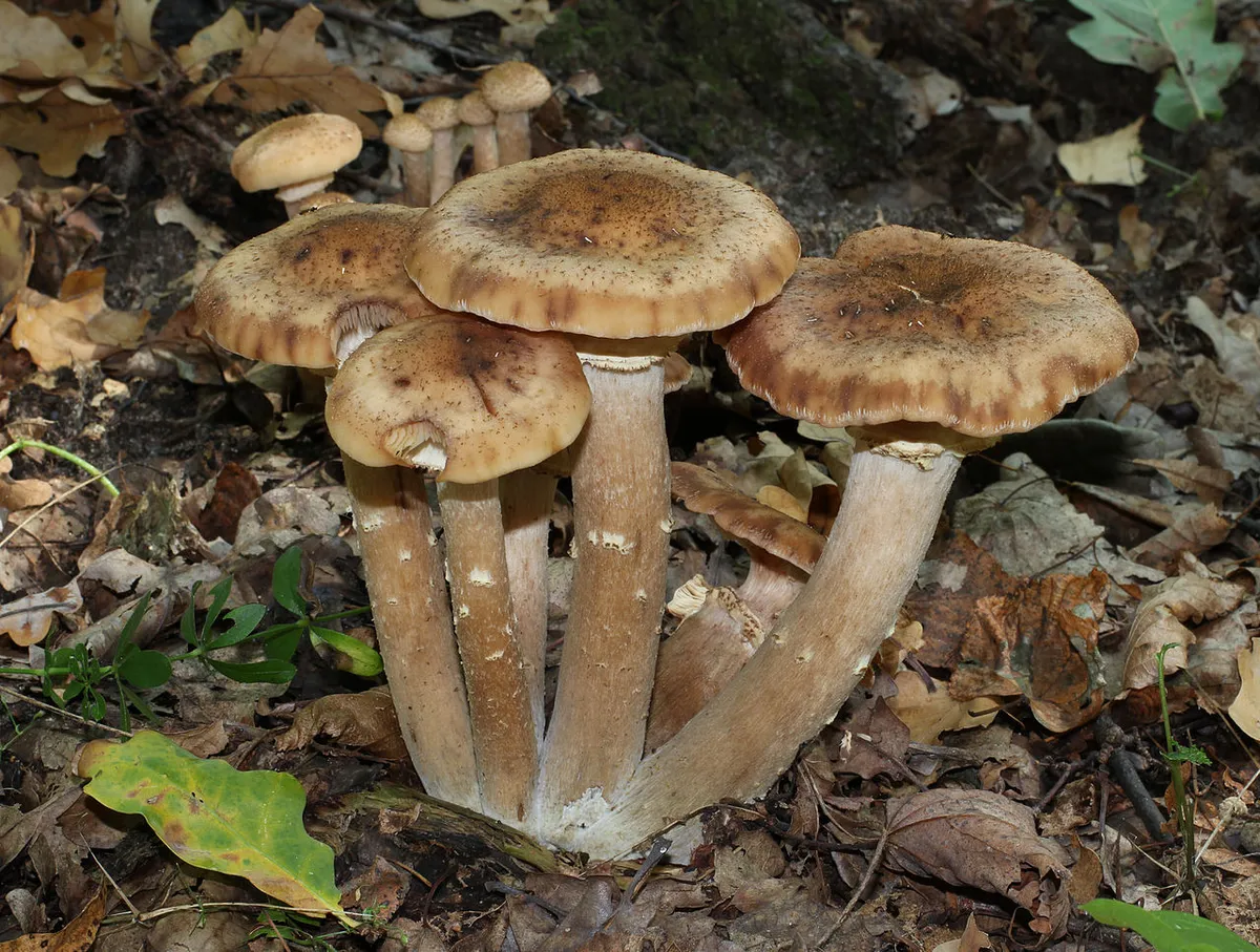 Armillaria Root Rot: Prevention in a Fungus-Loaded Landscape