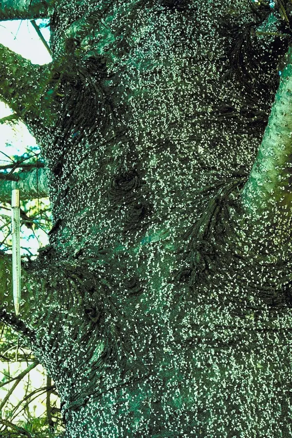 Balsam Woolly Adelgid: The Silent Threat to Your Landscape Firs