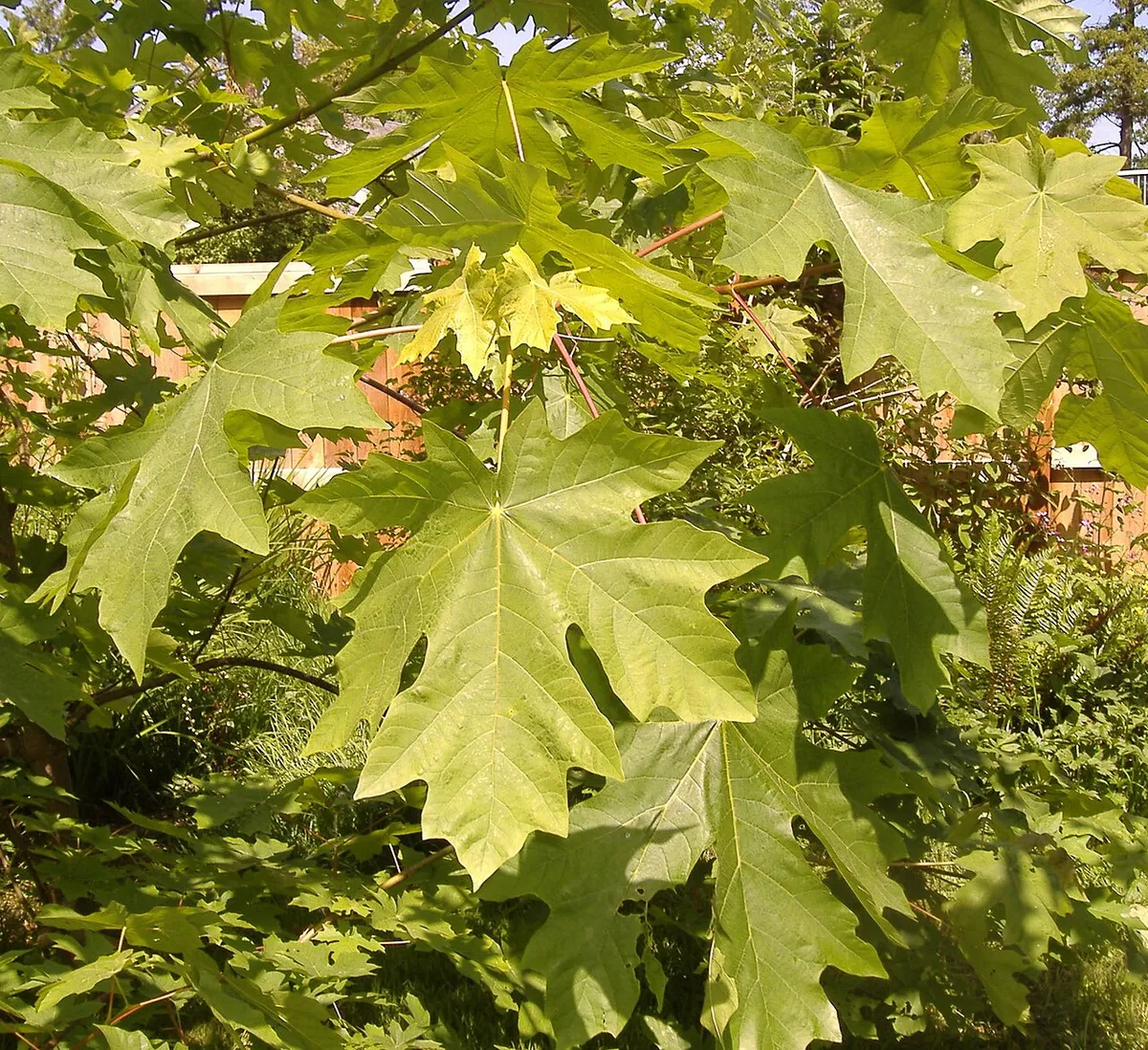 Bigleaf Maple (Acer macrophyllum)