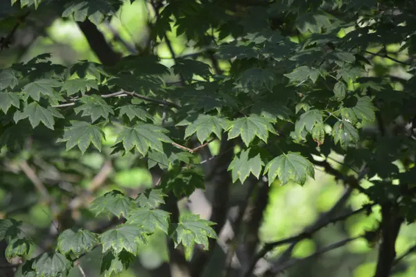 How a Leaf Works: Stomata, Transpiration, and Why Leaves Fall
