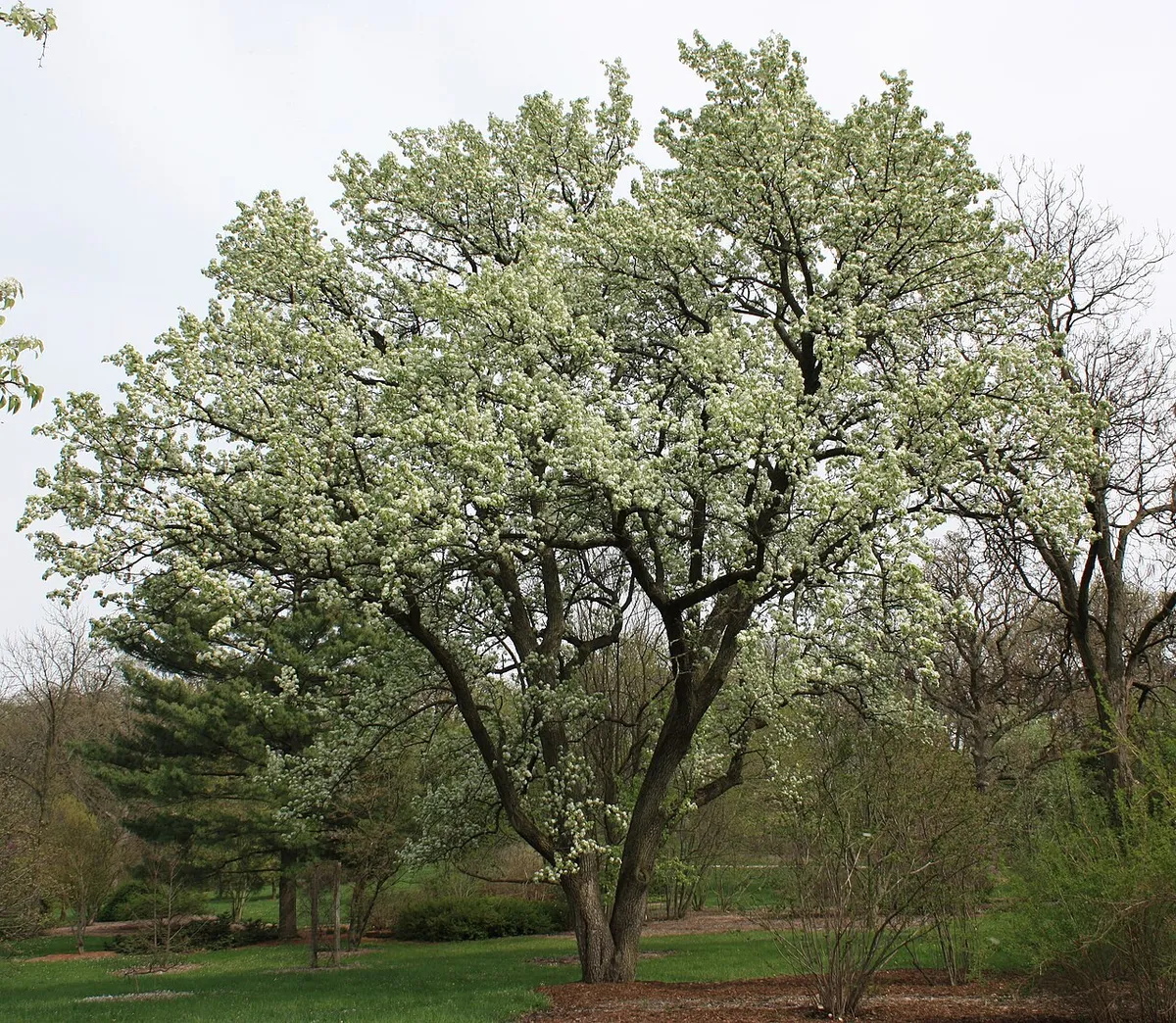 Callery Pear (Pyrus calleryana)