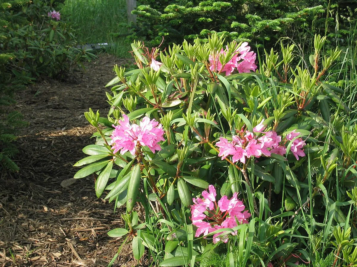 Catawba Rhododendron (Rhododendron catawbiense)