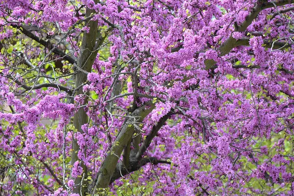 Judas Tree (Cercis siliquastrum)