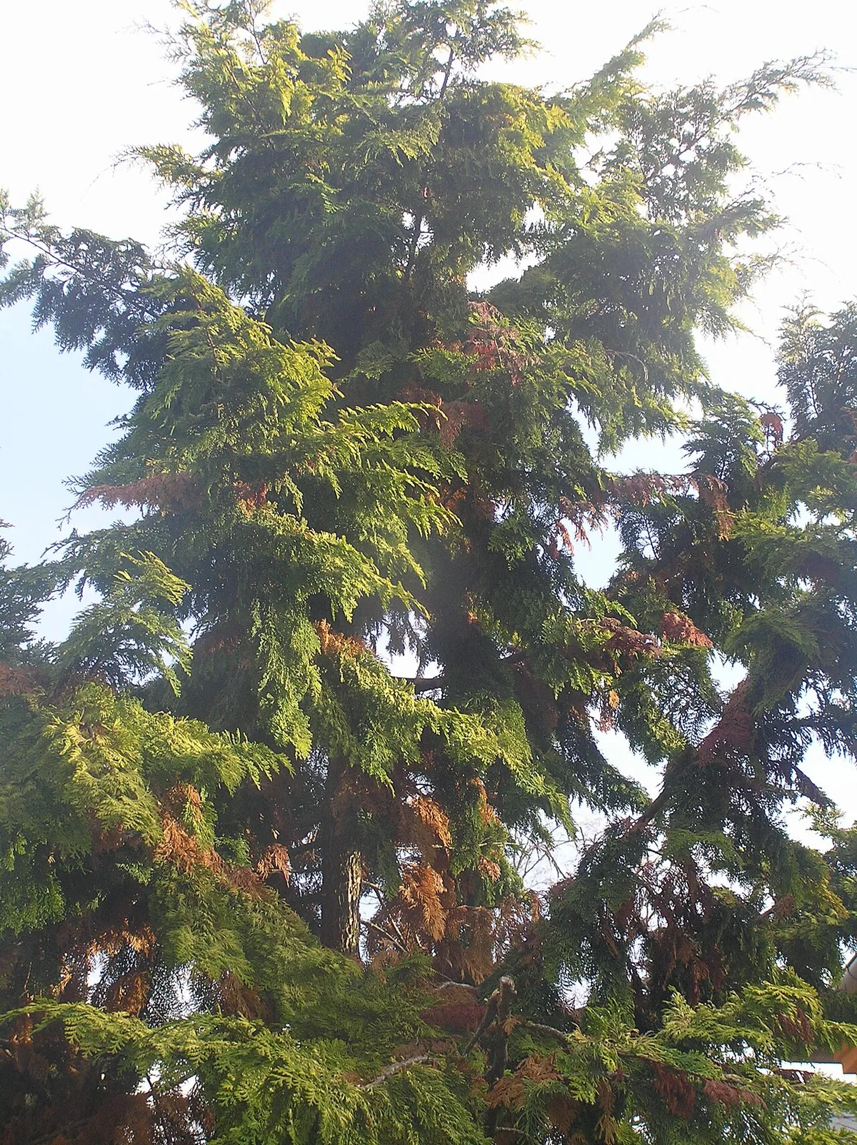 Cripps Golden Hinoki Cypress (Chamaecyparis obtusa 'Crippsii')