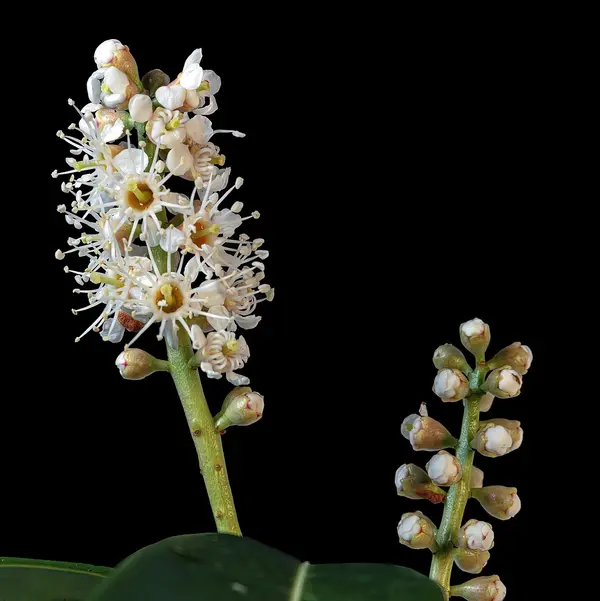 Cherry Laurel (Prunus laurocerasus)
