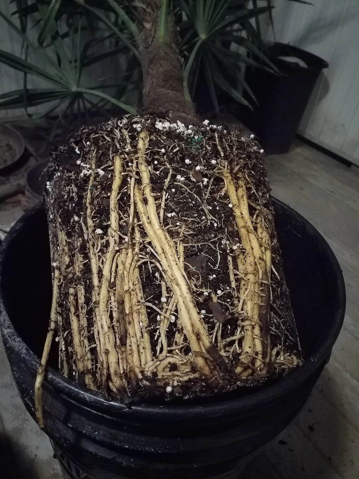 Circling Roots: What Happens When You Plant a Pot-Bound Tree