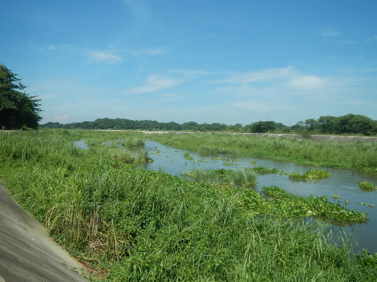Construction Damage to Tree Roots: What You Cannot See Is What Kills the Tree