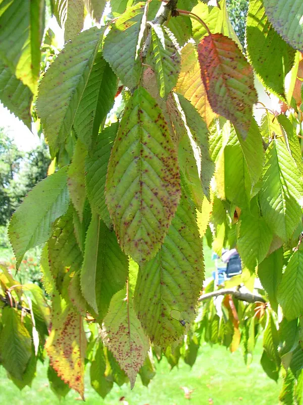 Copper Fungicide: The One Spray That Covers the Most Ground
