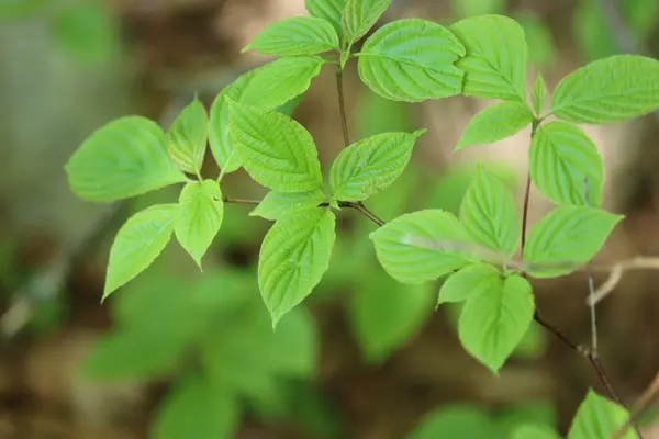 Pagoda Dogwood (Cornus alternifolia)