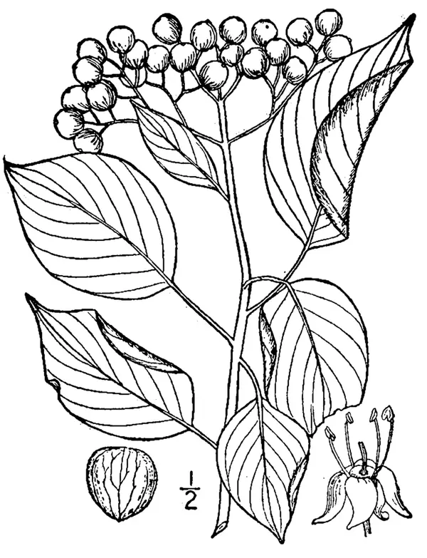 Pagoda Dogwood (Cornus alternifolia)
