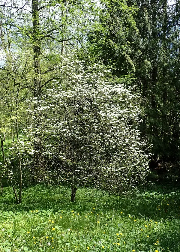 Flowering Dogwood (Cornus florida)