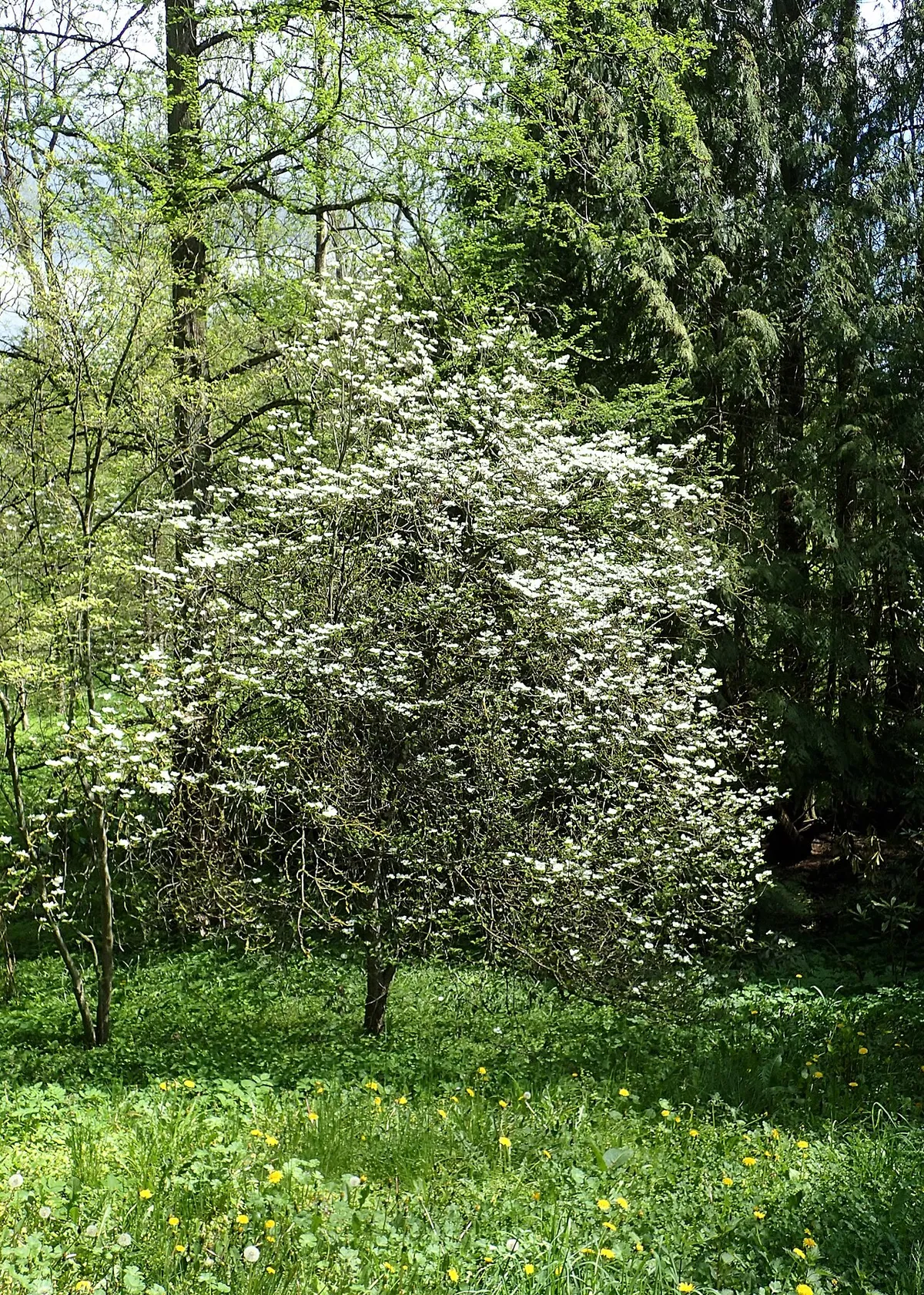 Flowering Dogwood (Cornus florida)