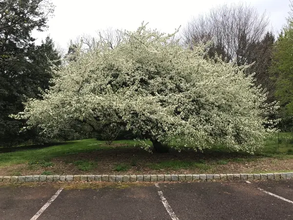 Crabapple Varieties That Earn Their Space