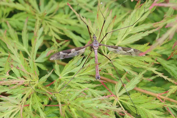 Crane Flies: What They Are and What They Actually Do to Your Lawn