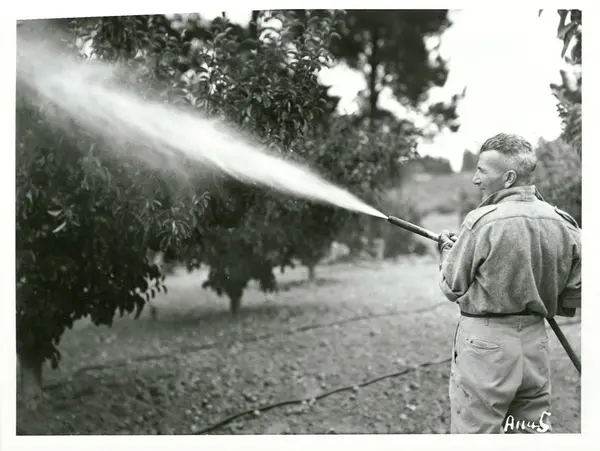 Dormant Oil Sprays: Timing, Products, and the Window You Cannot Miss