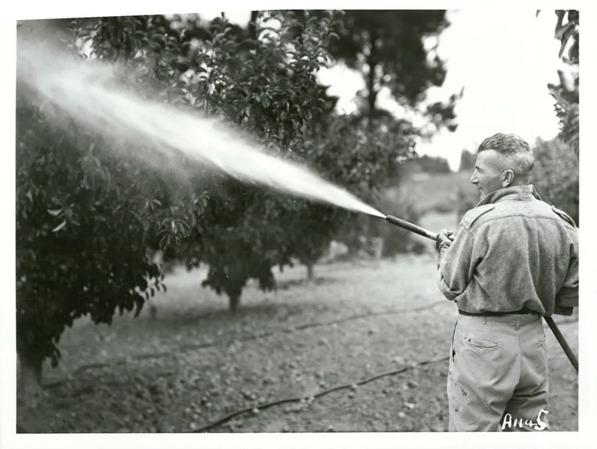 Dormant Oil Sprays: Timing, Products, and the Window You Cannot Miss