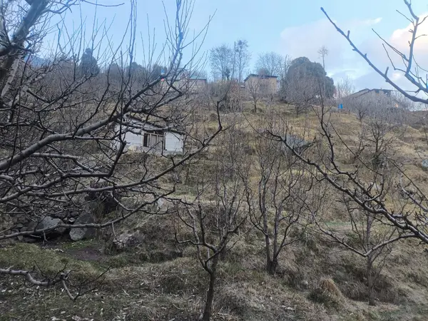 Dormant Season Spraying: Your Winter Window for Pest and Disease Control