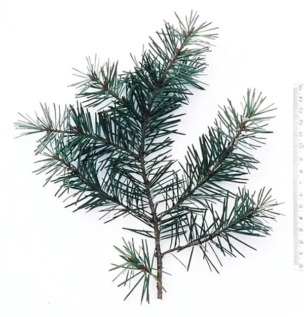 Douglas-fir (Pseudotsuga menziesii)