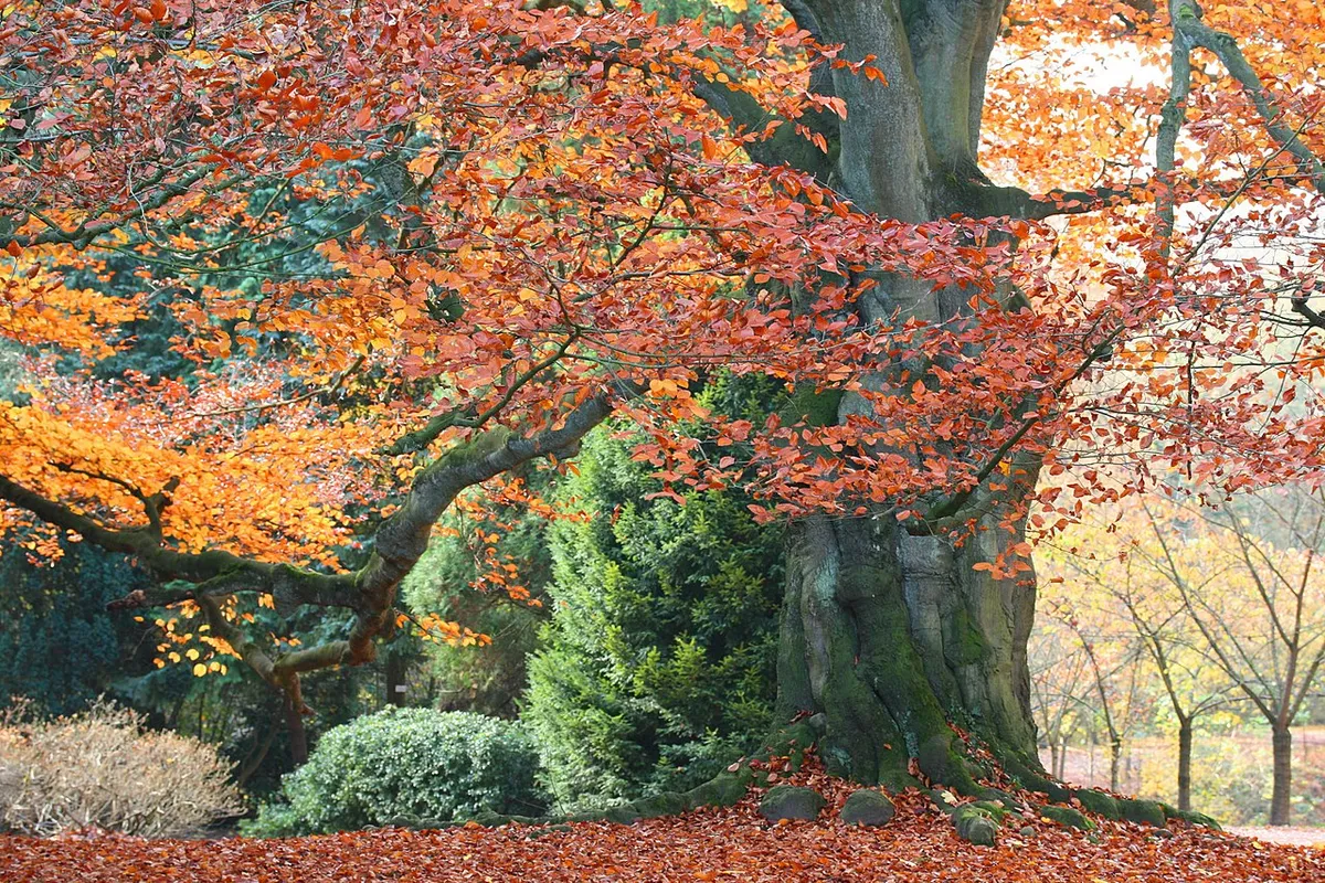Red Obelisk Beech (Fagus sylvatica 'Red Obelisk')