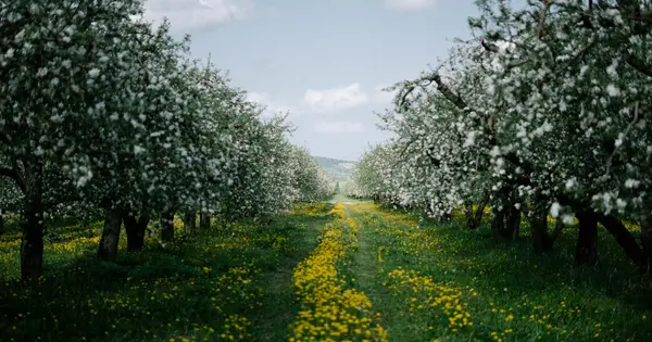 Fire Blight Bloom Window: Reading the Risk and Knowing When to Act