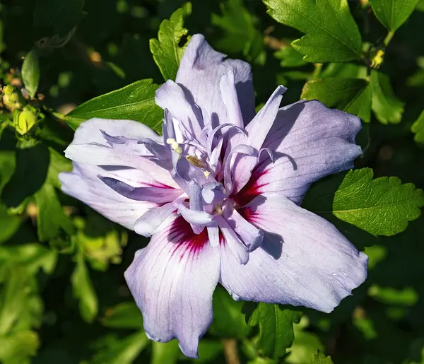 Rose of Sharon (Hibiscus syriacus)