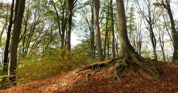 How Tree Roots Grow and Develop