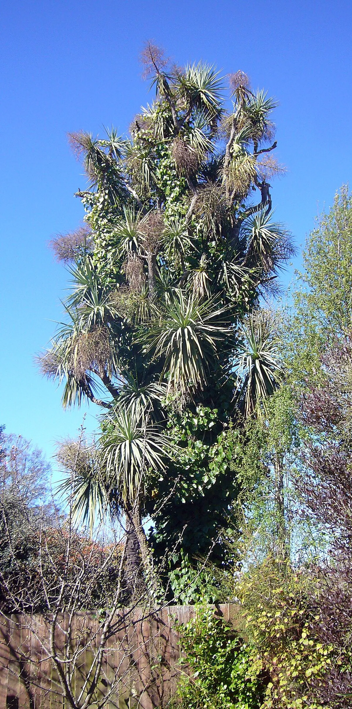 Invasive Plants in the Puget Sound Region: What to Watch For and What to Do