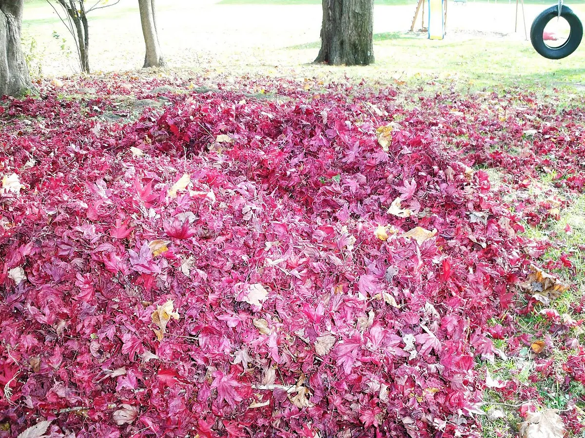 Japanese Maple (Acer palmatum)
