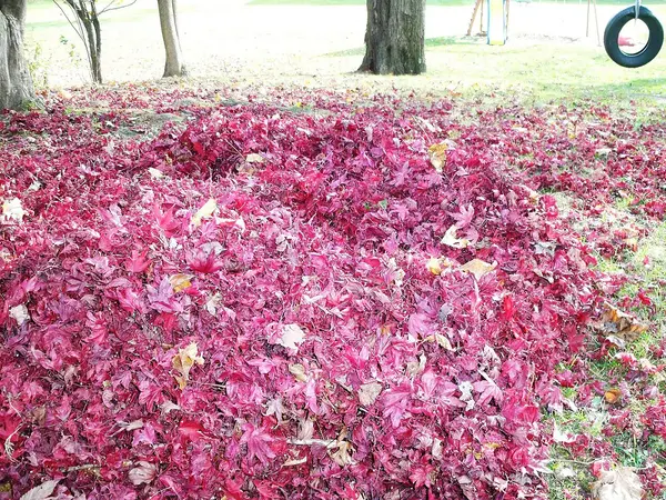 Japanese Maple (Acer palmatum)
