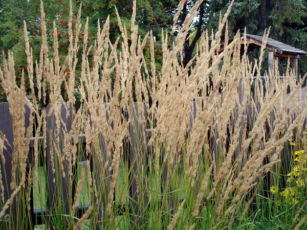 Karl Foerster Feather Reed Grass (Calamagrostis x acutiflora 'Karl Foerster')