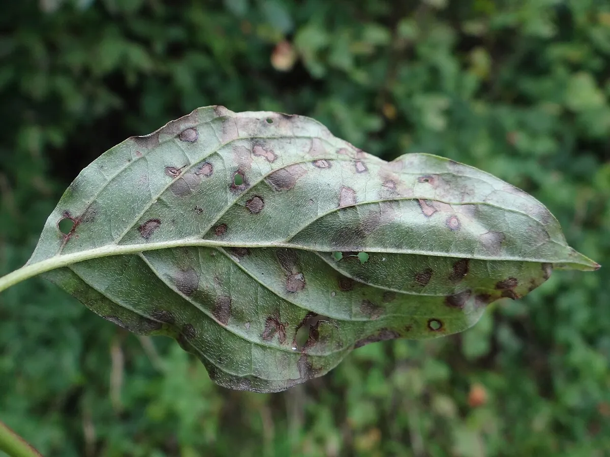 Black Spot on Kelsey's Dogwood: Diagnose, Treat, Prevent