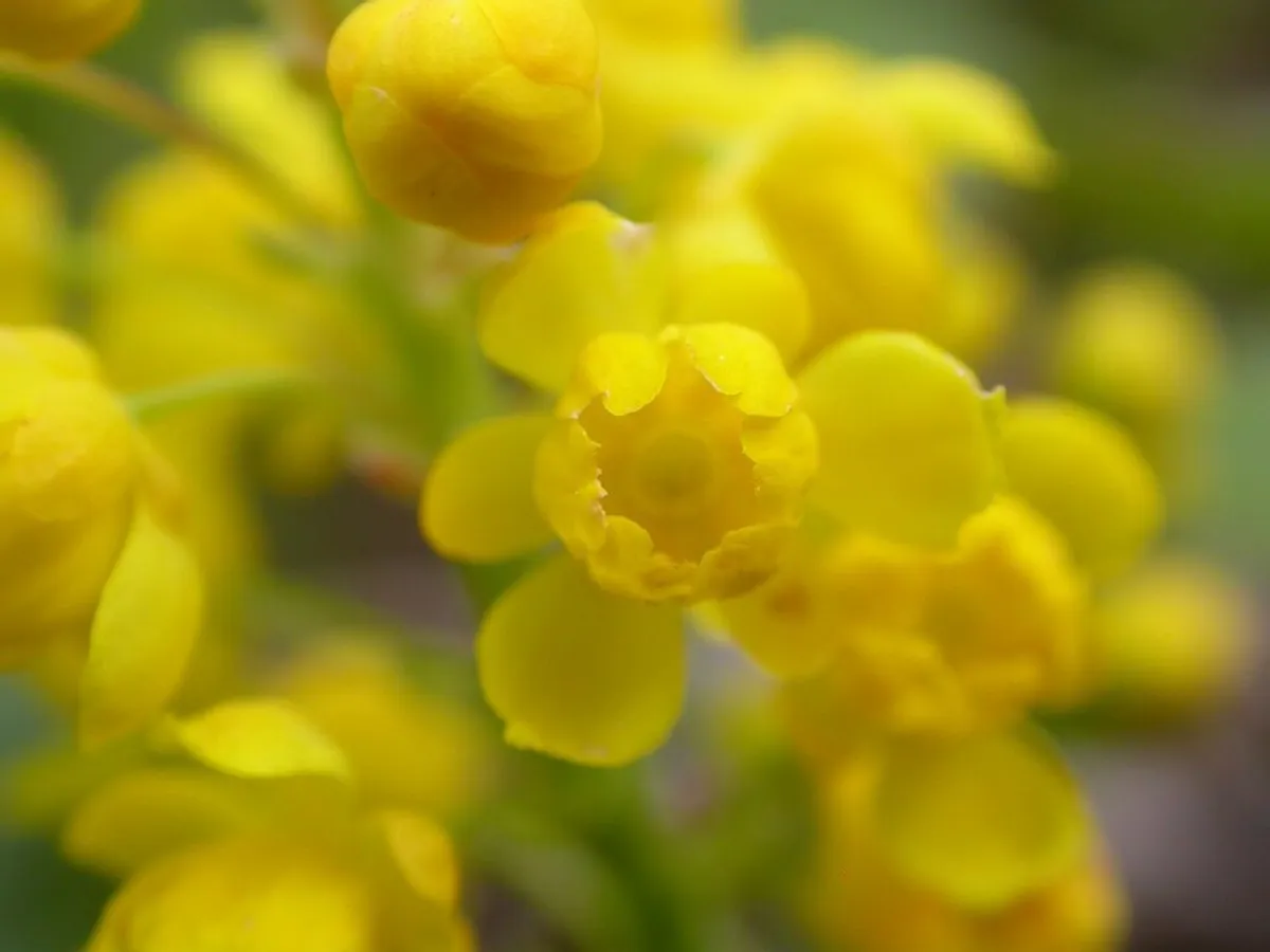 Creeping Oregon Grape (Mahonia repens)