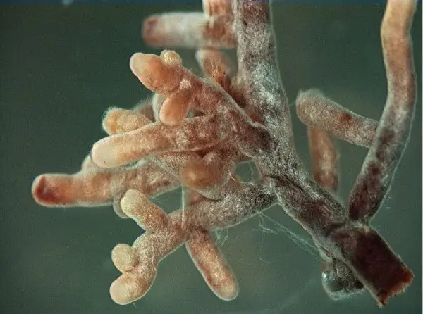 Mycorrhizal Relationships: The Root-Fungal Partnership