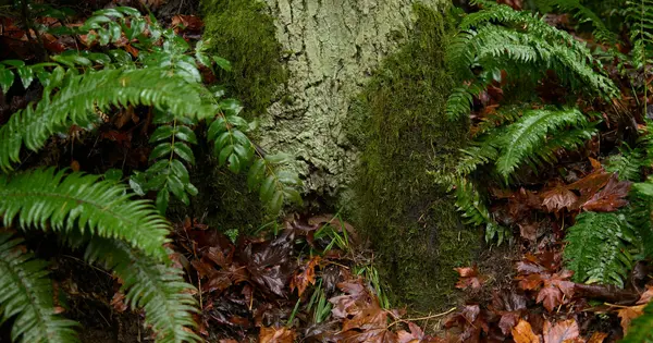 Native Groundcovers: What Your Soil Decides for You