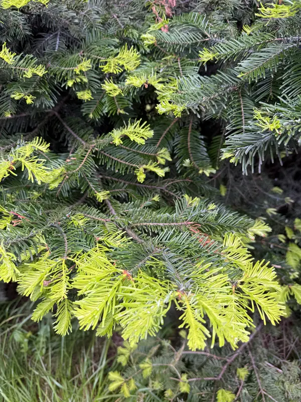 How Conifer Needles Work: Why Evergreens Are Built Differently