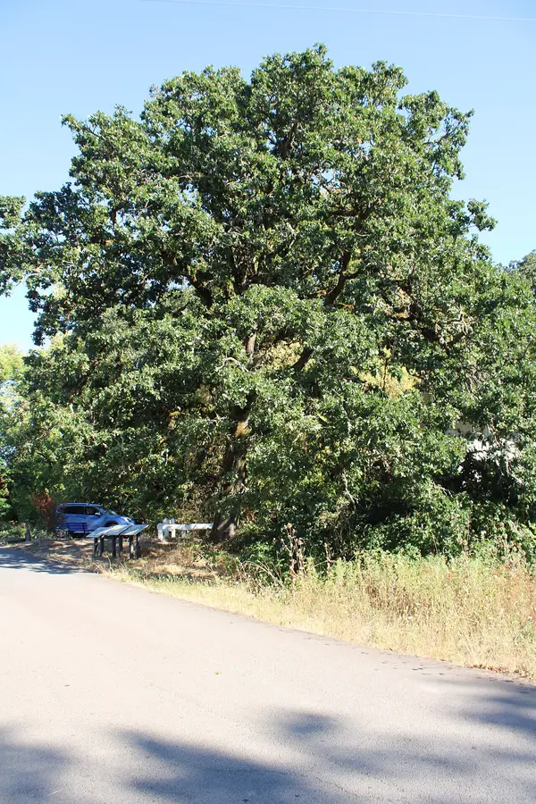 Oregon White Oak (Quercus garryana)