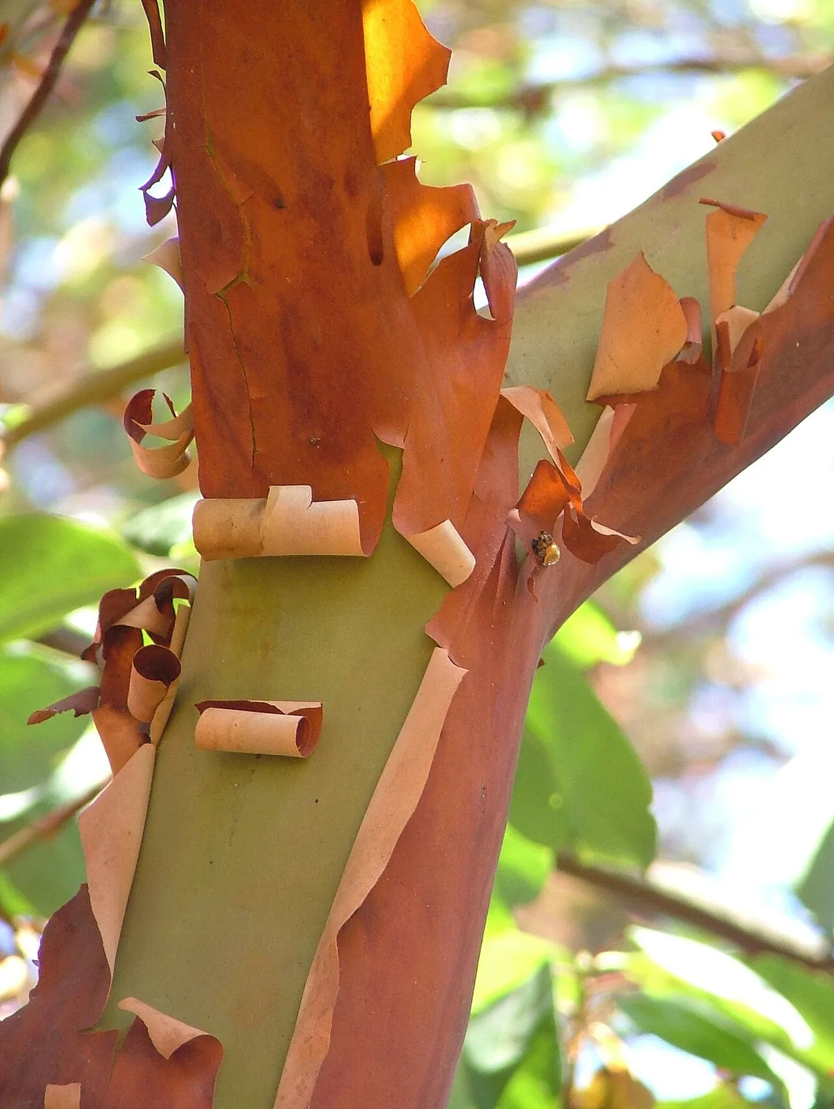 Pacific Madrone (Arbutus menziesii)