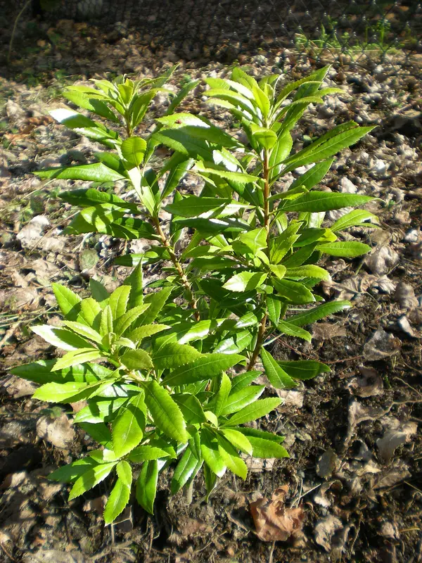 Pacific Wax Myrtle (Morella californica)