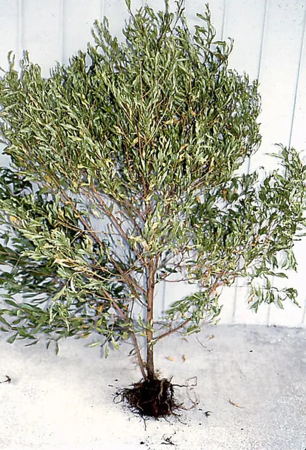 Phytophthora Root Rot: The Water Mold That Loves Your Soil