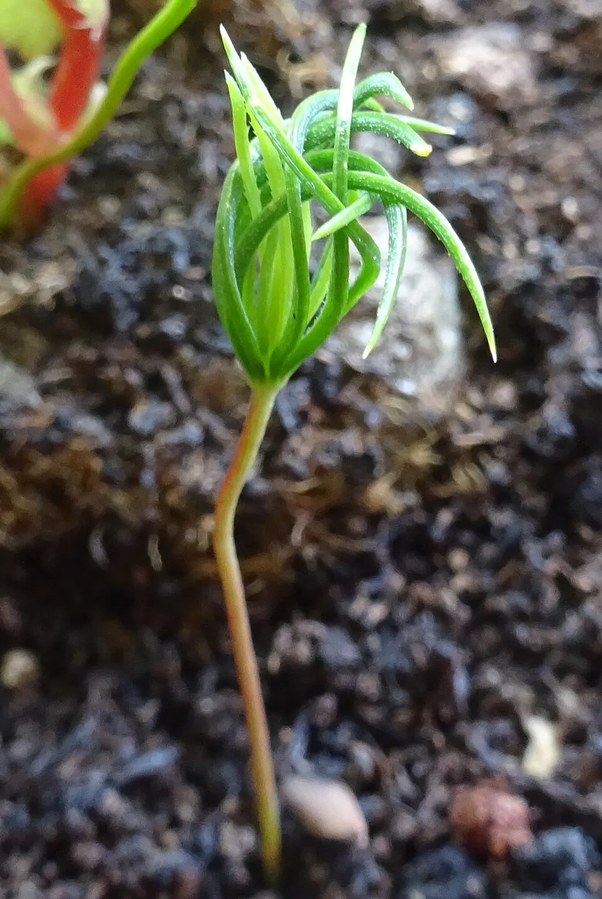 Sitka Spruce (Picea sitchensis)