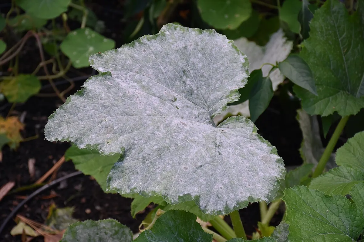 Powdery Mildew: Why Your Climate Gives You an Advantage