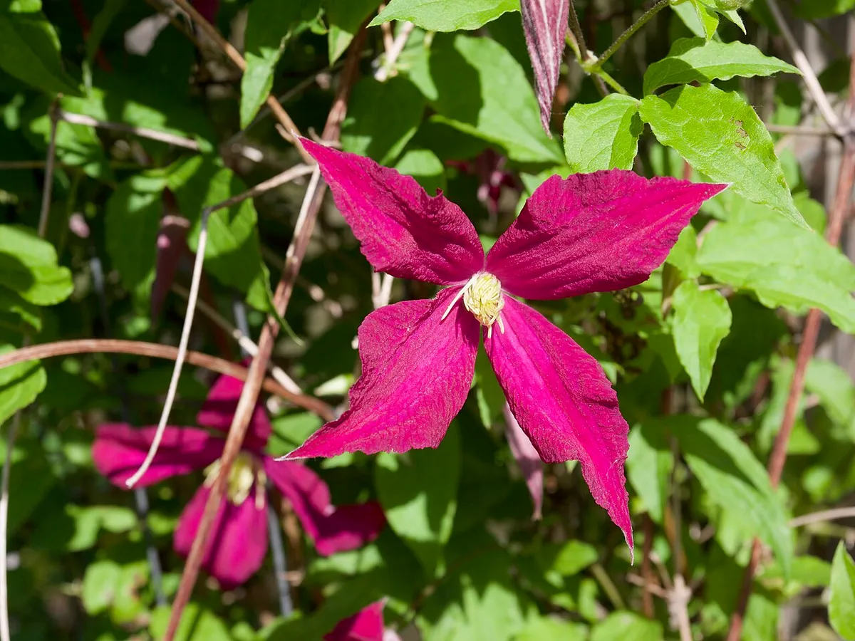 Pruning Clematis: The Three Groups and When to Cut