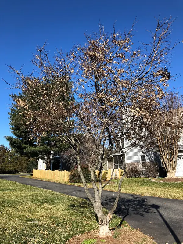 Pruning Japanese Maples: Timing, Technique, and Tools