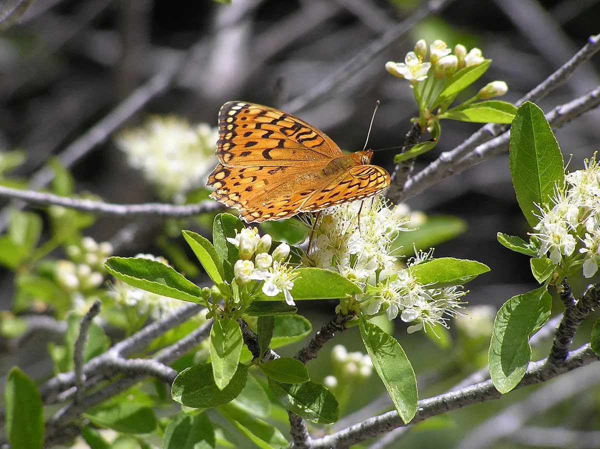 Bitter Cherry (Prunus emarginata)