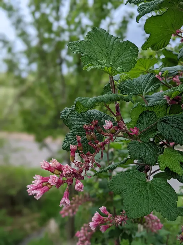 Red-Flowering Currant 'King Edward VII' (Ribes sanguineum)